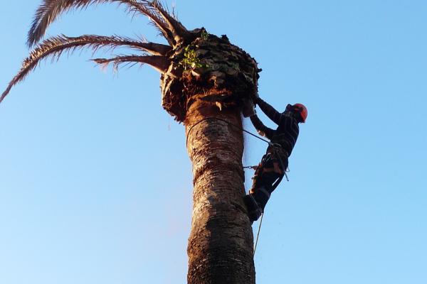 Elagage d'arbres - Elagage acrobatique toutes hauteurs à Bandol