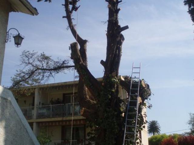 Elagage d'arbres - Elagage acrobatique toutes hauteurs à Bandol