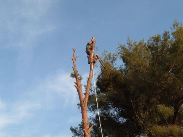 Abattage d'arbre à Bandol, Sanary ou Hyères dans le Var