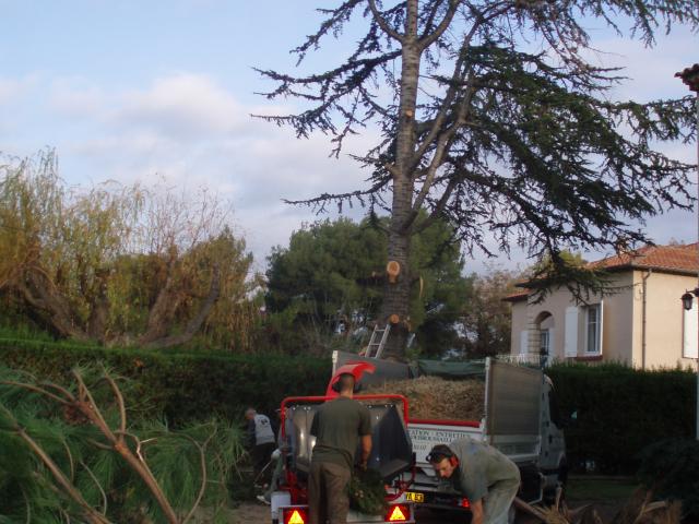 Abattage d'arbre à Bandol, Sanary ou Hyères dans le Var