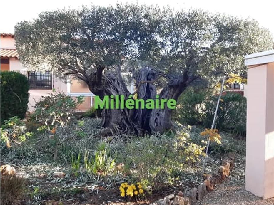 Taille d'olivier millénaire - Bandol - Le Jardin des Garrigues