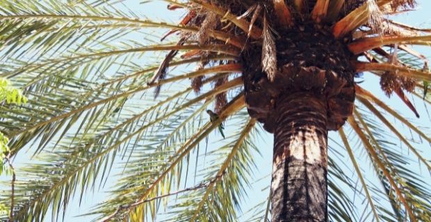 Palmier taille - élagage dans le Var - Jardin des Garrigues