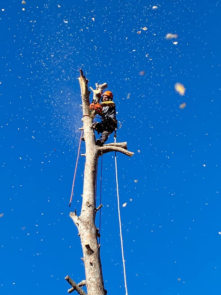 Abattage de pin gênant dans le Var - Jardin des Garrigues